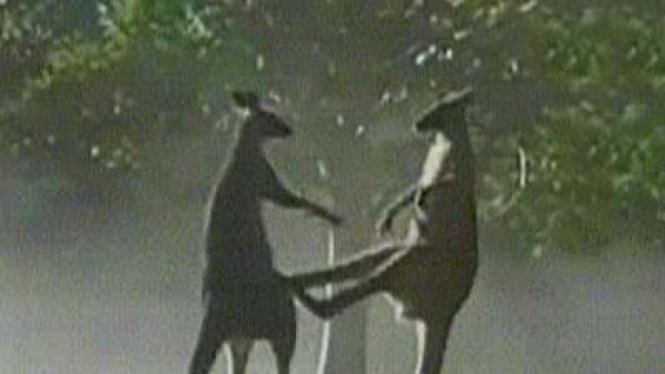 Kanguru Berkelahi: Pertarungan Sengit Di Alam Liar