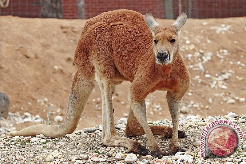 Wisata Kanguru: Menjelajahi Habitat Kanguru Di Australia