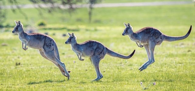 Masa Depan Kanguru: Tantangan Dan Peluang