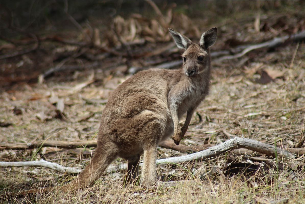 Kanguru: Fakta Menarik Tentang Hewan Marsupial Yang Unik