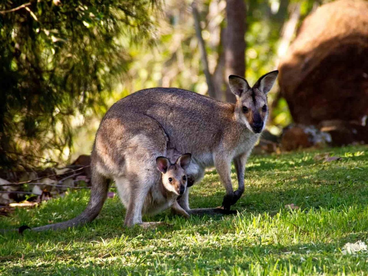 Kanguru: Hewan Mamalia Yang Bertelur?
