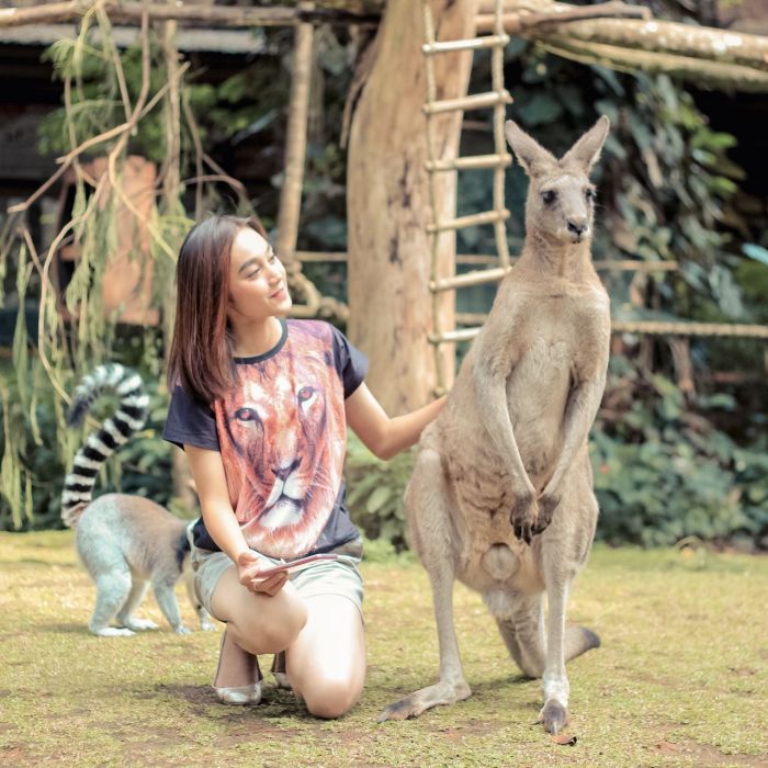 Memelihara Kanguru: Bisakah Hewan Ini Dipelihara Di Rumah?