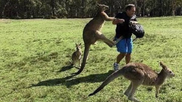 Tips Berinteraksi Dengan Kanguru: Aman Dan Menyenangkan
