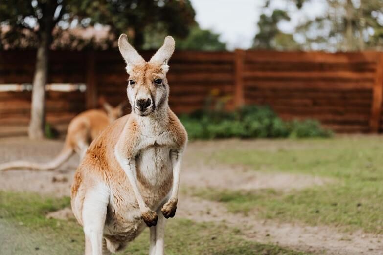 Kanguru Berlari: Seberapa Cepatkah Hewan Ini?