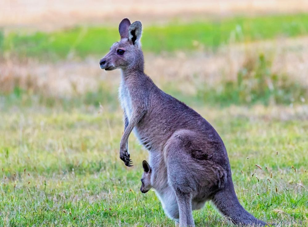 Kanguru Dalam Budaya Dan Mitologi: Makna Dan Simbolisme