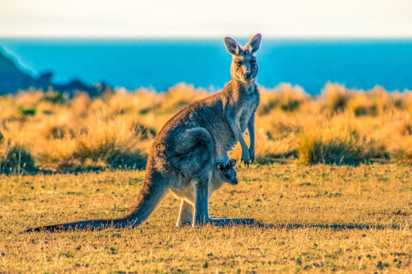 Kanguru Dalam Seni Dan Budaya Populer: Film, Musik, Dan Literatur